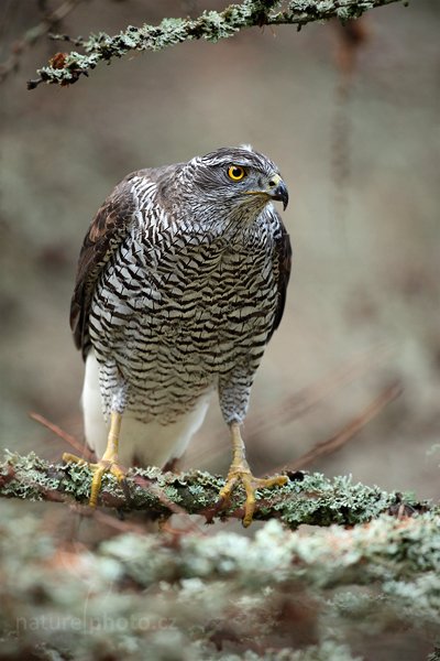 Jestřáb lesní (Accipiter gentilis), Jestřáb lesní (Accipiter gentilis) Goshawk, Autor: Ondřej Prosický | NaturePhoto.cz, Model: Canon EOS 5D Mark II, Objektiv: Canon EF 500mm f/4 L IS USM, Ohnisková vzdálenost (EQ35mm): 500 mm, stativ Gitzo, Clona: 5.0, Doba expozice: 1/125 s, ISO: 1600, Kompenzace expozice: 0, Blesk: Ne, Vytvořeno: 14. listopadu 2010 9:09:18, zvíře v lidské péči, Herálec, Vysočina (Česko) 