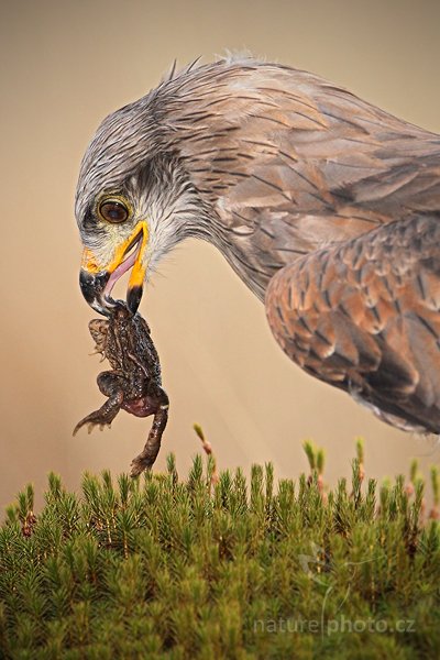 Luňák hnědý (Milvus migrans)