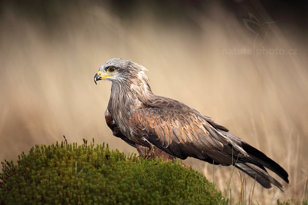 Luňák hnědý (Milvus migrans)