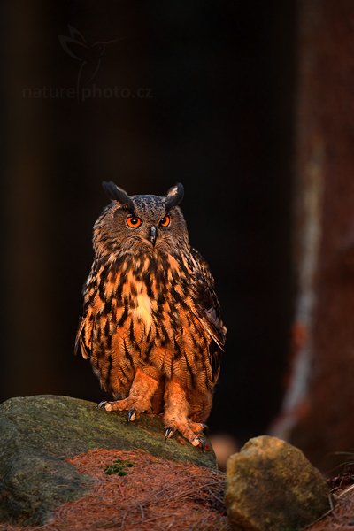 Výr velký (Bubo bubo), Výr velký (Bubo bubo), Eurasian Eagle Owl, Autor: Ondřej Prosický | NaturePhoto.cz, Model: Canon EOS 5D Mark II, Objektiv: Canon EF 500mm f/4 L IS USM, Ohnisková vzdálenost (EQ35mm): 500 mm, stativ Gitzo, Clona: 4.0, Doba expozice: 1/20 s, ISO: 2000, Kompenzace expozice: -1, Blesk: Ne, Vytvořeno: 13. listopadu 2010 17:01:33, zvíře v lidské péči, Herálec, Vysočina (Česko)