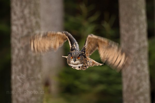 Výr velký (Bubo bubo), Výr velký (Bubo bubo), Eurasian Eagle Owl, Autor: Ondřej Prosický | NaturePhoto.cz, Model: Canon EOS-1D Mark III, Objektiv: Canon EF 500mm f/4 L IS USM, Ohnisková vzdálenost (EQ35mm): 650 mm, stativ Gitzo, Clona: 5.6, Doba expozice: 1/200 s, ISO: 800, Kompenzace expozice: -2/3, Blesk: Ne, Vytvořeno: 13. února 2011 12:35:01, zvíře v lidské péči, Herálec, Vysočina (Česko) 
