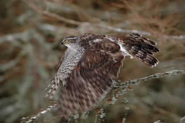 Jestřáb lesní (Accipiter gentilis), Jestřáb lesní (Accipiter gentilis) Goshawk, Autor: Ondřej Prosický | NaturePhoto.cz, Model: Canon EOS-1D Mark III, Objektiv: Canon EF 500mm f/4 L IS USM, Ohnisková vzdálenost (EQ35mm): 650 mm, stativ Gitzo, Clona: 7.1, Doba expozice: 1/250 s, ISO: 640, Kompenzace expozice: -1, Blesk: Ne, Vytvořeno: 13. února 2011 10:23:53, zvíře v lidské péči, Herálec, Vysočina (Česko) 