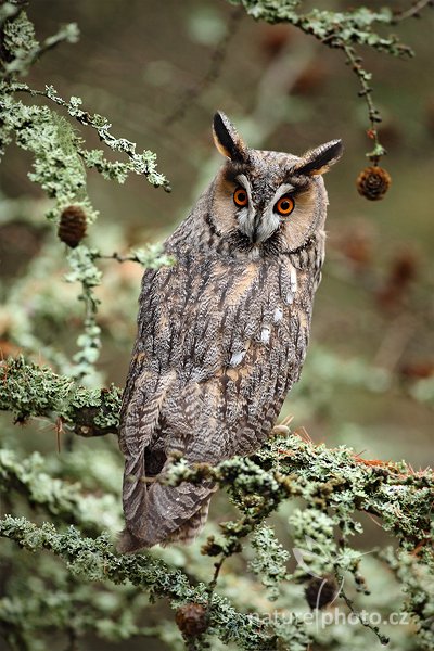 Kalous ušatý (Asio otus), Kalous ušatý (Asio otus), Long-eared Owl, Autor: Ondřej Prosický | NaturePhoto.cz, Model: Canon EOS 5D Mark II, Objektiv: Canon EF 500mm f/4 L IS USM, Ohnisková vzdálenost (EQ35mm): 500 mm, stativ Gitzo, Clona: 4.5, Doba expozice: 1/160 s, ISO: 800, Kompenzace expozice: -2/3, Blesk: Ne, Vytvořeno: 13. listopadu 2010 9:29:27, zvíře v lidské péči, Herálec, Vysočina (Česko)