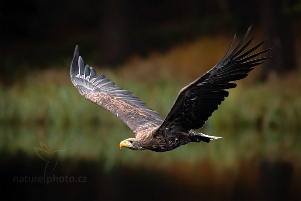 Orel mořský (Haliaeetus albicilla), Orel mořský (Haliaeetus albicilla) White-tailed Eagle, Autor: Ondřej Prosický | NaturePhoto.cz, Model: Canon EOS 5D Mark II, Objektiv: Canon EF 500mm f/4 L IS USM, Ohnisková vzdálenost (EQ35mm): 500 mm, stativ Gitzo, Clona: 5.6, Doba expozice: 1/640 s, ISO: 1000, Kompenzace expozice: -1 1/3, Blesk: Ne, Vytvořeno: 14. listopadu 2010 10:35:17, zvíře v lidské péči, Herálec, Vysočina (Česko) 