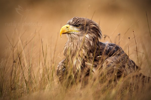 Orel mořský (Haliaeetus albicilla), Orel mořský (Haliaeetus albicilla) White-tailed Eagle, Autor: Ondřej Prosický | NaturePhoto.cz, Model: Canon EOS 5D Mark II, Objektiv: Canon EF 500mm f/4 L IS USM, Ohnisková vzdálenost (EQ35mm): 500 mm, stativ Gitzo, Clona: 5.6, Doba expozice: 1/400 s, ISO: 100, Kompenzace expozice: -1 1/3, Blesk: Ne, Vytvořeno: 14. listopadu 2010 11:32:43, zvíře v lidské péči, Herálec, Vysočina (Česko) 