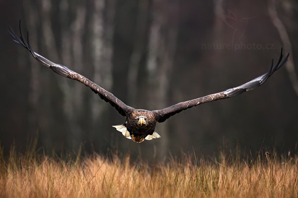 Orel mořský (Haliaeetus albicilla), Orel mořský (Haliaeetus albicilla) White-tailed Eagle, Autor: Ondřej Prosický | NaturePhoto.cz, Model: Canon EOS 5D Mark II, Objektiv: Canon EF 500mm f/4 L IS USM, Ohnisková vzdálenost (EQ35mm): 500 mm, stativ Gitzo, Clona: 6.3, Doba expozice: 1/1000 s, ISO: 1000, Kompenzace expozice: -1 1/3, Blesk: Ne, Vytvořeno: 14. listopadu 2010 11:15:12, zvíře v lidské péči, Herálec, Vysočina (Česko) 