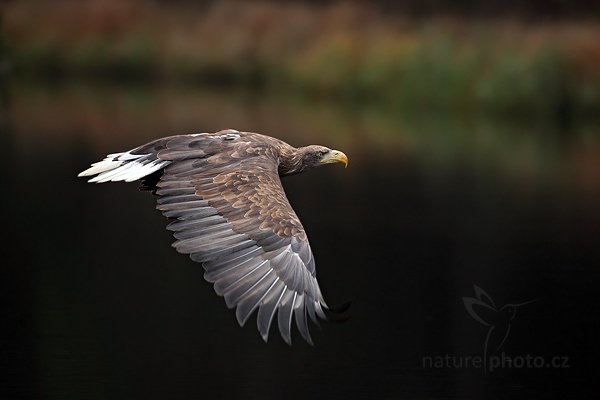 Orel mořský (Haliaeetus albicilla), Orel mořský (Haliaeetus albicilla) White-tailed Eagle, Autor: Ondřej Prosický | NaturePhoto.cz, Model: Canon EOS 5D Mark II, Objektiv: Canon EF 500mm f/4 L IS USM, Ohnisková vzdálenost (EQ35mm): 500 mm, stativ Gitzo, Clona: 5.6, Doba expozice: 1/640 s, ISO: 1600, Kompenzace expozice: -1 1/3, Blesk: Ne, Vytvořeno: 14. listopadu 2010 10:32:02, zvíře v lidské péči, Herálec, Vysočina (Česko) 