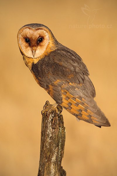 Sova pálená (Tyto alba), Sova pálená (Tyto alba), Barn Owl, Autor: Ondřej Prosický | NaturePhoto.cz, Model: Canon EOS 5D Mark II, Objektiv: Canon EF 500mm f/4 L IS USM, Ohnisková vzdálenost (EQ35mm): 500 mm, stativ Gitzo, Clona: 11, Doba expozice: 1/500 s, ISO: 320, Kompenzace expozice: -1, Blesk: Ano, Vytvořeno: 13. listopadu 2010 16:11:17, zvíře v lidské péči, Herálec, Vysočina (Česko)