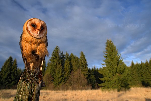 Sova pálená (Tyto alba), Sova pálená (Tyto alba), Barn Owl, Autor: Ondřej Prosický | NaturePhoto.cz, Model: Canon EOS-1D Mark III, Objektiv: Canon EF 17-40mm f/4 L USM, Ohnisková vzdálenost (EQ35mm): 22 mm, stativ Gitzo, Clona: 6.3, Doba expozice: 1/400 s, ISO: 800, Kompenzace expozice: -1/3, Blesk: Ano, Vytvořeno: 13. listopadu 2010 16:19:41, zvíře v lidské péči, Herálec, Vysočina (Česko) 