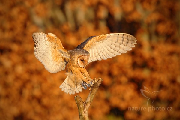 Sova pálená (Tyto alba), Sova pálená (Tyto alba), Barn Owl, Autor: Ondřej Prosický | NaturePhoto.cz, Model: Canon EOS 5D Mark II, Objektiv: Canon EF 500mm f/4 L IS USM, Ohnisková vzdálenost (EQ35mm): 500 mm, stativ Gitzo, Clona: 7.1, Doba expozice: 1/800 s, ISO: 640, Kompenzace expozice: -2/3, Blesk: Ne, Vytvořeno: 12. února 2011 9:33:19, zvíře v lidské péči, Herálec, Vysočina (Česko) 