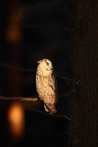 Kalous ušatý (Asio otus), Kalous ušatý (Asio otus), Long-eared Owl, Autor: Ondřej Prosický | NaturePhoto.cz, Model: Canon EOS 5D Mark II, Objektiv: Canon EF 500mm f/4 L IS USM, Ohnisková vzdálenost (EQ35mm): 500 mm, stativ Gitzo, Clona: 6.3, Doba expozice: 1/40 s, ISO: 640, Kompenzace expozice: -2, Blesk: Ne, Vytvořeno: 12. února 2011 8:22:55, zvíře v lidské péči, Herálec, Vysočina (Česko)