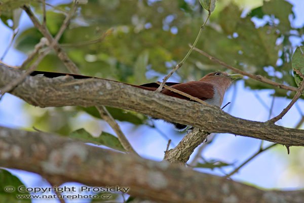 Kukačka guayanská (Piaya cayana), Kukačka guayanská, Squirrel Cuckoo (Piaya cayana)Autor: Ondřej Prosický, Model aparátu: Canon EOS 300D DIGITAL, Objektiv: Canon EF 400mm f/5.6 L USM, Ohnisková vzdálenost: 400.00 mm, monopod 681B + 234RC, Clona: 5.60, Doba expozice: 1/200 s, ISO: 200, Vyvážení expozice: 0.00, Blesk: Ano, Vytvořeno: 20. prosince 2004, Alajuela (Kostarika) 