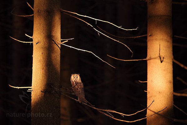 Kalous ušatý (Asio otus), Kalous ušatý (Asio otus), Long-eared Owl, Autor: Ondřej Prosický | NaturePhoto.cz, Model: Canon EOS 5D Mark II, Objektiv: Canon EF 500mm f/4 L IS USM, Ohnisková vzdálenost (EQ35mm): 500 mm, stativ Gitzo, Clona: 6.3, Doba expozice: 1/50 s, ISO: 500, Kompenzace expozice: -1 2/3, Blesk: Ne, Vytvořeno: 12. února 2011 8:19:33, zvíře v lidské péči, Herálec, Vysočina (Česko)