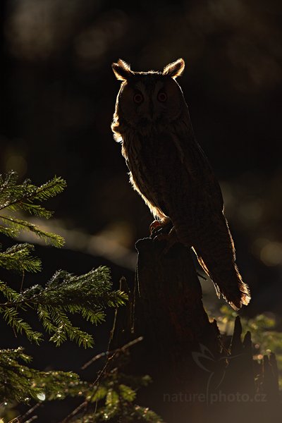 Kalous ušatý (Asio otus), Kalous ušatý (Asio otus), Long-eared Owl, Autor: Ondřej Prosický | NaturePhoto.cz, Model: Canon EOS 5D Mark II, Objektiv: Canon EF 500mm f/4 L IS USM, Ohnisková vzdálenost (EQ35mm): 500 mm, stativ Gitzo, Clona: 6.3, Doba expozice: 1/500 s, ISO: 125, Kompenzace expozice: -2, Blesk: Ne, Vytvořeno: 12. února 2011 8:37:08, zvíře v lidské péči, Herálec, Vysočina (Česko) 