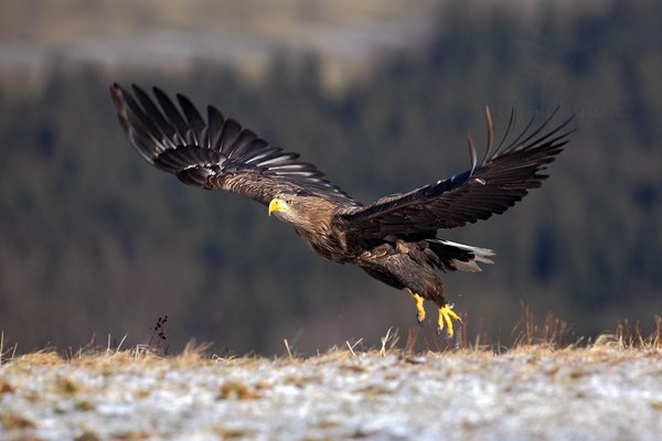 Orel mořský (Haliaeetus albicilla)