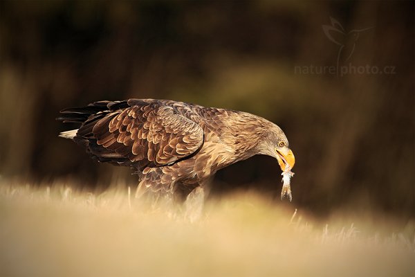 Orel mořský (Haliaeetus albicilla), Orel mořský (Haliaeetus albicilla) White-tailed Eagle, Autor: Ondřej Prosický | NaturePhoto.cz, Model: Canon EOS 5D Mark II, Objektiv: Canon EF 500mm f/4 L IS USM, Ohnisková vzdálenost (EQ35mm): 700 mm, stativ Gitzo, Clona: 6.3, Doba expozice: 1/1000 s, ISO: 320, Kompenzace expozice: -1/3, Blesk: Ne, Vytvořeno: 12. února 2011 7:46:08, zvíře v lidské péči, Herálec, Vysočina (Česko) 