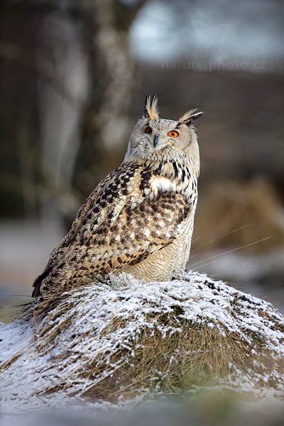 Výr velký západosibiřský (Bubo bubo sibiricus), Výr velký západosibiřský (Bubo bubo sibiricus), Autor: Ondřej Prosický | NaturePhoto.cz, Model: Canon EOS 5D Mark II, Objektiv: Canon EF 500mm f/4 L IS USM, Ohnisková vzdálenost (EQ35mm): 500 mm, stativ Gitzo, Clona: 5.0, Doba expozice: 1/500 s, ISO: 200, Kompenzace expozice: 0, Blesk: Ne, Vytvořeno: 12. února 2011 1:58:33, zvíře v lidské péči, Herálec, Vysočina (Česko) 