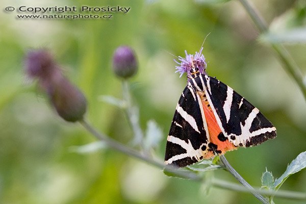 Přástevník kostivalový (Euplagia quadripunctaria), Přástevník kostivalový (Euplagia quadripunctaria), spriadač kostihojový, Autor: Ondřej Prosický, Model aparátu: Canon EOS 20D, Objektiv: Canon EF 100mm f/2.8 Macro USM, Ohnisková vzdálenost: 100.00 mm, fotografováno z ruky, Clona: 5.00, Doba expozice: 1/160 s, ISO: 100, Vyvážení expozice: -0.33, Blesk: Ne, Vytvořeno: 10. srpna 2005 16:44:42, Popovice u Berouna