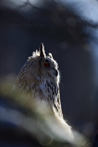 Výr velký západosibiřský (Bubo bubo sibiricus), Výr velký západosibiřský (Bubo bubo sibiricus), Autor: Ondřej Prosický | NaturePhoto.cz, Model: Canon EOS 5D Mark II, Objektiv: Canon EF 500mm f/4 L IS USM, Ohnisková vzdálenost (EQ35mm): 500 mm, stativ Gitzo, Clona: 5.0, Doba expozice: 1/800 s, ISO: 200, Kompenzace expozice: -2/3, Blesk: Ne, Vytvořeno: 12. února 2011 2:17:12, zvíře v lidské péči, Herálec, Vysočina (Česko)