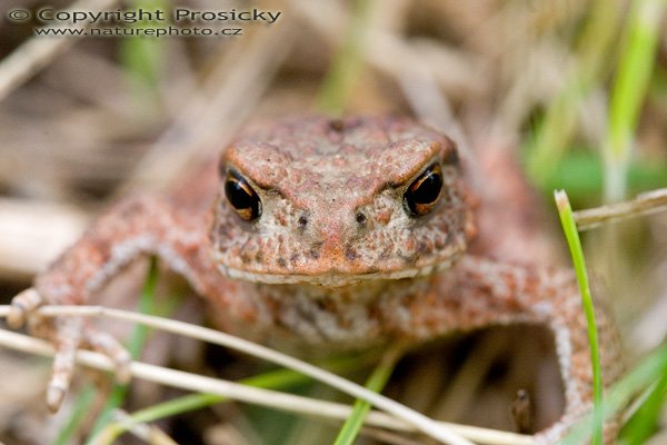 Ropucha obecná (Bufo bufo), Autor: Ondřej Prosický, model aparátu: Canon EOS 20D DIGITAL, objektiv: Canon EF 100mm f/2,8 Macro USM, fotografováno z ruky, clona: 8, doba expozice: 1/80 s, ISO: 800, vyvážení expozice: +1/3 EV, blesk: ne, vytvořeno: 25. června 2005 16:10, Loděnice u Berouna (ČR) 