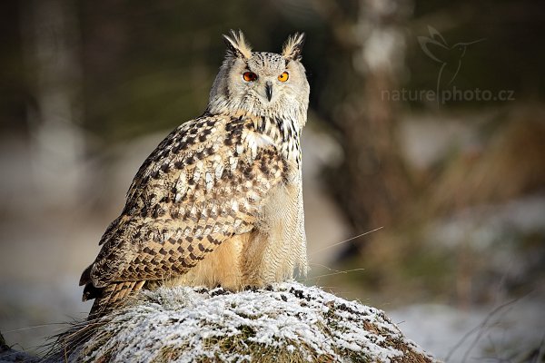 Výr velký západosibiřský (Bubo bubo sibiricus), Výr velký západosibiřský (Bubo bubo sibiricus), Autor: Ondřej Prosický | NaturePhoto.cz, Model: Canon EOS 5D Mark II, Objektiv: Canon EF 500mm f/4 L IS USM, Ohnisková vzdálenost (EQ35mm): 500 mm, stativ Gitzo, Clona: 5.0, Doba expozice: 1/1250 s, ISO: 200, Kompenzace expozice: 0, Blesk: Ne, Vytvořeno: 12. února 2011 2:01:09, zvíře v lidské péči, Herálec, Vysočina (Česko)