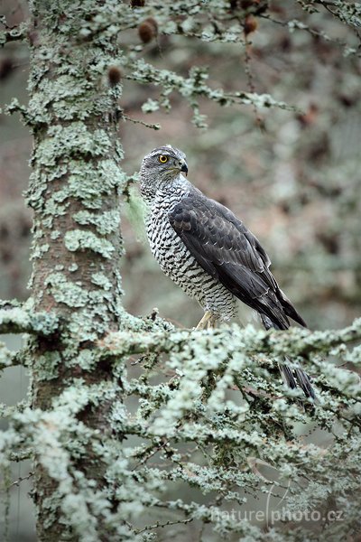 Jestřáb lesní (Accipiter gentilis), Jestřáb lesní (Accipiter gentilis) Goshawk, Autor: Ondřej Prosický | NaturePhoto.cz, Model: Canon EOS 5D Mark II, Objektiv: Canon EF 500mm f/4 L IS USM, Ohnisková vzdálenost (EQ35mm): 500 mm, stativ Gitzo, Clona: 5.0, Doba expozice: 1/80 s, ISO: 1600, Kompenzace expozice: 0, Blesk: Ne, Vytvořeno: 14. listopadu 2010 9:04:28, zvíře v lidské péči, Herálec, Vysočina (Česko)