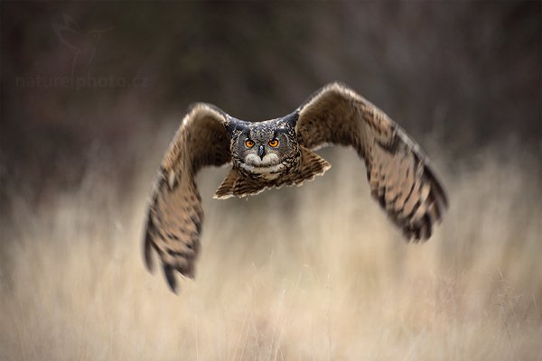 Výr velký (Bubo bubo)