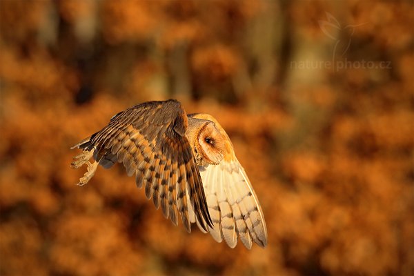 Sova pálená (Tyto alba), Sova pálená (Tyto alba), Barn Owl, Autor: Ondřej Prosický | NaturePhoto.cz, Model: Canon EOS 5D Mark II, Objektiv: Canon EF 500mm f/4 L IS USM, Ohnisková vzdálenost (EQ35mm): 500 mm, stativ Gitzo, Clona: 7.1, Doba expozice: 1/1250 s, ISO: 500, Kompenzace expozice: -1, Blesk: Ne, Vytvořeno: 12. února 2011 9:25:04, zvíře v lidské péči, Herálec, Vysočina (Česko) 