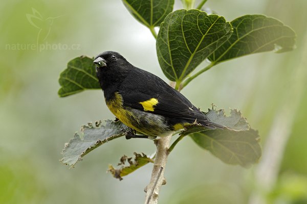 Trupiál mexický (Icterus prosthemelas), Trupiál mexický (Icterus prosthemelas) Black-cowled Oriole, Autor: Ondřej Prosický | NaturePhoto.cz, Model: Canon EOS 7D, Objektiv: Canon EF 500mm f/4 L IS USM, Ohnisková vzdálenost (EQ35mm): 800 mm, stativ Gitzo, Clona: 4.5, Doba expozice: 1/640 s, ISO: 400, Kompenzace expozice: -1/3, Blesk: Ano, Vytvořeno: 11. prosince 2010 15:46:51, Savegre (Kostarika) 