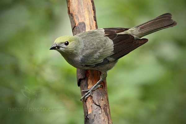 Tangara palmová (Thraupis palmarum)