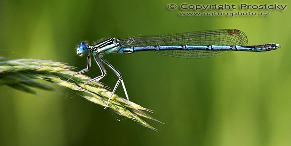 Šidélko brvonohé (Platycnemis pennipes), Šidélko brvonohé (Platycnemis pennipes), White-legged Damselfly, Autor: Ondřej Prosický, Model aparátu: Canon EOS 300D DIGITAL, Objektiv: Canon EF 100mm f/2.8 Macro USM, Ohnisková vzdálenost: 100.00 mm, fotografováno z ruky, Clona: 5.60, Doba expozice: 1/200 s, ISO: 200, Vyvážení expozice: -0.63, Blesk: Ne, Vytvořeno: 28. května 2005 16:22:26, Berounky lety u Dobřichovic (ČR)