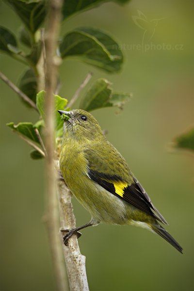 Trupiál mexický (Icterus prosthemelas), Trupiál mexický (Icterus prosthemelas) Black-cowled Oriole, Autor: Ondřej Prosický | NaturePhoto.cz, Model: Canon EOS 7D, Objektiv: Canon EF 500mm f/4 L IS USM, Ohnisková vzdálenost (EQ35mm): 800 mm, stativ Gitzo, Clona: 4.5, Doba expozice: 1/160 s, ISO: 400, Kompenzace expozice: +1/3, Blesk: Ano, Vytvořeno: 11. prosince 2010 15:48:16, Savegre (Kostarika)