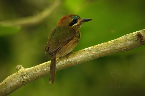 Momot trpasličí (Hylomanes momotula), Momot trpasličí (Hylomanes momotula) Tody Motmot, Autor: Ondřej Prosický | NaturePhoto.cz, Model: Canon EOS-1D Mark III, Objektiv: Canon EF 500mm f/4 L IS USM, Ohnisková vzdálenost (EQ35mm): 910 mm, stativ Gitzo, Clona: 5.6, Doba expozice: 1/50 s, ISO: 1600, Kompenzace expozice: -1/3, Blesk: Ano, Vytvořeno: 2. ledna 2011 17:33:52, El Pilar (Belize)