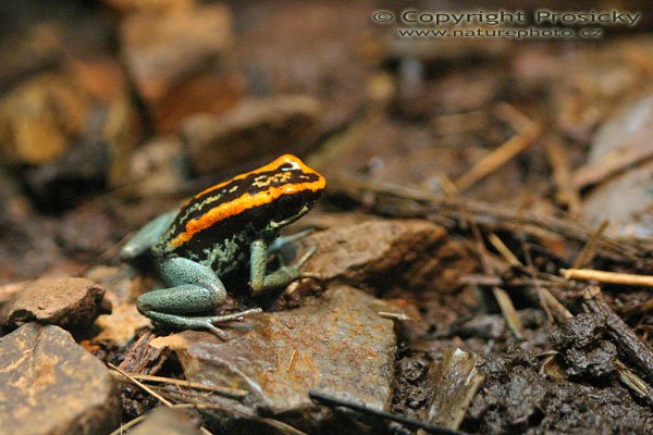 Pralesnička pruhovaná (Phyllobates vittatus), Autor: Ondřej Prosický, Model aparátu: Canon EOS 300D DIGITAL, Objektiv: Canon EF 100mm f/2.8 Macro USM, Ohnisková vzdálenost: 100.00 mm, Clona: 2.80, Doba expozice: 1/15 s, ISO: 1600, Vyvážení expozice: 0.00, Blesk: Ne, Vytvořeno: 10. prosince 2004 23:21:11, Kostarika 