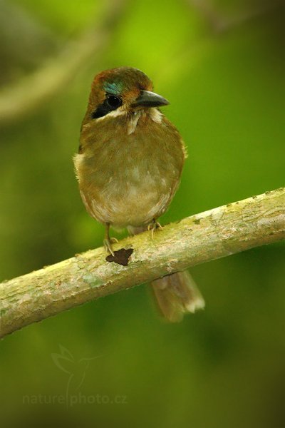 Momot trpasličí (Hylomanes momotula), Momot trpasličí (Hylomanes momotula) Tody Motmot, Autor: Ondřej Prosický | NaturePhoto.cz, Model: Canon EOS-1D Mark III, Objektiv: Canon EF 500mm f/4 L IS USM, Ohnisková vzdálenost (EQ35mm): 910 mm, stativ Gitzo, Clona: 5.6, Doba expozice: 1/50 s, ISO: 1600, Kompenzace expozice: -1/3, Blesk: Ano, Vytvořeno: 2. ledna 2011 17:33:55, El Pilar (Belize)