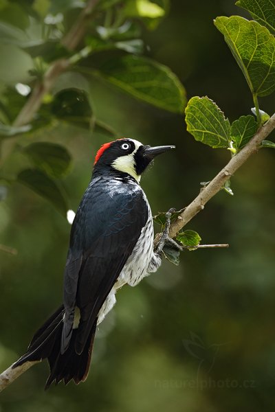 Datel sběrač (Melanerpes formicivorus), Datel sběrač (Melanerpes formicivorus), Acorn Woodpecker, Autor: Ondřej Prosický | NaturePhoto.cz, Model: Canon EOS 7D, Objektiv: Canon EF 500mm f/4 L IS USM, Ohnisková vzdálenost (EQ35mm): 800 mm, stativ Gitzo, Clona: 6.3, Doba expozice: 1/400 s, ISO: 400, Kompenzace expozice: 0, Blesk: Ne, Vytvořeno: 13. prosince 2010 11:05:54, Turrialba (Kostarika)