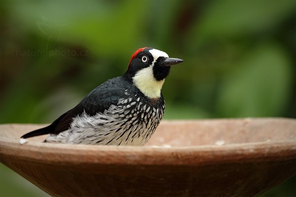 Datel sběrač (Melanerpes formicivorus), Datel sběrač (Melanerpes formicivorus), Acorn Woodpecker, Autor: Ondřej Prosický | NaturePhoto.cz, Model: Canon EOS 7D, Objektiv: Canon EF 500mm f/4 L IS USM, Ohnisková vzdálenost (EQ35mm): 800 mm, stativ Gitzo, Clona: 4.5, Doba expozice: 1/400 s, ISO: 400, Kompenzace expozice: -1/3, Blesk: Ano, Vytvořeno: 11. prosince 2010 15:45:12, Savegre (Kostarika)