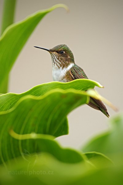 Kolibřík vulkánový (Selasphorus flammula), Kolibřík vulkánový (Selasphorus flammula) Volcano Hummingbird, Autor: Ondřej Prosický | NaturePhoto.cz, Model: Canon EOS 7D, Objektiv: Canon EF 500mm f/4 L IS USM, Ohnisková vzdálenost (EQ35mm): 800 mm, stativ Gitzo, Clona: 5.6, Doba expozice: 1/800 s, ISO: 320, Kompenzace expozice: 0, Blesk: Ano, Vytvořeno: 12. prosince 2010 10:57:04, Savegre (Kostarika)  