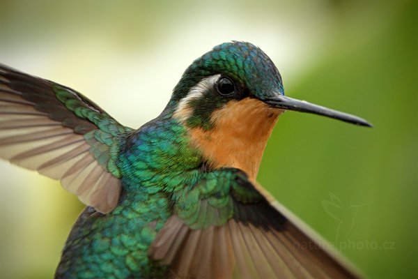 Kolibřík pokřovní (Lampornis castaneoventris), Kolibřík pokřovní (Lampornis castaneoventris), White-throated Mountain-gem, Autor: Ondřej Prosický | NaturePhoto.cz, Model: Canon EOS 7D, Objektiv: Canon EF 500mm f/4 L IS USM, Ohnisková vzdálenost (EQ35mm): 1120 mm, stativ Gitzo, Clona: 5.6, Doba expozice: 1/1250 s, ISO: 400, Kompenzace expozice: 0, Blesk: Ano, Vytvořeno: 13. prosince 2010 11:32:47, Turrialba (Kostarika) 