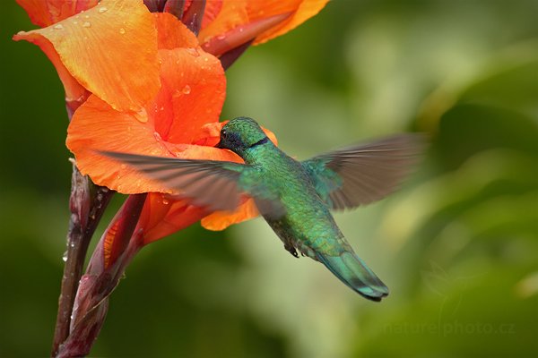 Kolibřík zelený (Colibri thalassinus), Kolibřík zelený (Colibri thalassinus) Green Violet-ear, Autor: Ondřej Prosický | NaturePhoto.cz, Model: Canon EOS 7D, Objektiv: Canon EF 500mm f/4 L IS USM, Ohnisková vzdálenost (EQ35mm): 800 mm, stativ Gitzo, Clona: 6.3, Doba expozice: 1/800 s, ISO: 800, Kompenzace expozice: 0, Blesk: Ano, Vytvořeno: 12. prosince 2010 14:18:42, Turrialba (Kostarika)