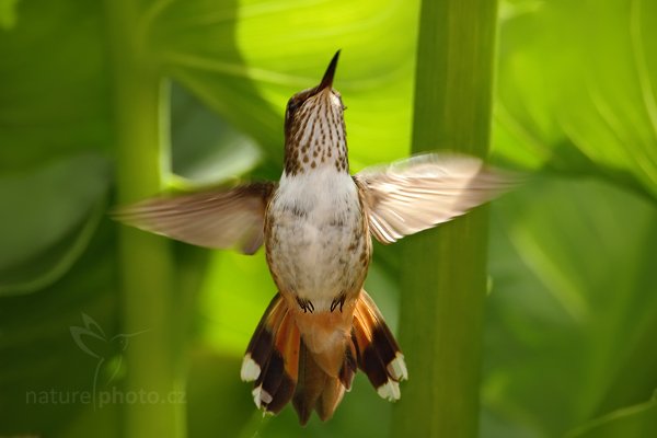 Kolibřík vulkánový (Selasphorus flammula), Kolibřík vulkánový (Selasphorus flammula), Volcano Hummingbird, Autor: Ondřej Prosický | NaturePhoto.cz, Model: Canon EOS 7D, Objektiv: Canon EF 500mm f/4 L IS USM, Ohnisková vzdálenost (EQ35mm): 1120 mm, stativ Gitzo, Clona: 6.3, Doba expozice: 1/640 s, ISO: 200, Kompenzace expozice: -2/3, Blesk: Ano, Vytvořeno: 13. prosince 2010 9:56:25, Turrialba (Kostarika)