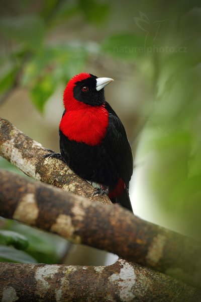 Tangara obojková (Ramphocelus sanguinolentus), Tangara obojková (Ramphocelus sanguinolentus), Crimson-collared Tanager, Autor: Ondřej Prosický | NaturePhoto.cz, Model: Canon EOS 7D, Objektiv: Canon EF 500mm f/4 L IS USM, Ohnisková vzdálenost (EQ35mm): 800 mm, stativ Gitzo, Clona: 5.6, Doba expozice: 1/250 s, ISO: 500, Kompenzace expozice: +1/3, Blesk: Ano, Vytvořeno: 11. prosince 2010 9:48:03, Turrialba (Kostarika)