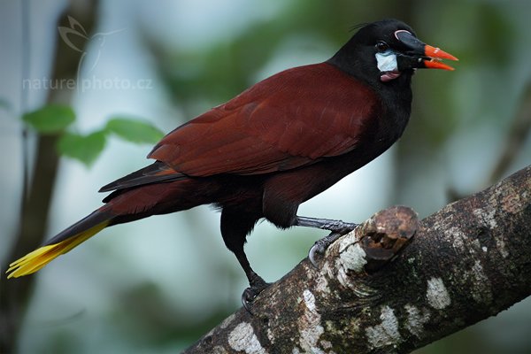 Vlhovec obrovský (Psarocolius montezuma), Vlhovec obrovský (Psarocolius montezuma) Montezuma Oropendola Autor: Ondřej Prosický | NaturePhoto.cz, Model: Canon EOS 7D, Objektiv: Canon EF 500mm f/4 L IS USM, Ohnisková vzdálenost (EQ35mm): 800 mm, stativ Gitzo, Clona: 4.0, Doba expozice: 1/80 s, ISO: 2000, Kompenzace expozice: -1/3, Blesk: Ne, Vytvořeno: 10. prosince 2010 5:53:32, Turrialba (Kostarika) 