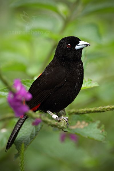 Tangara zpěvná (Ramphocelus passerinii), Tangara zpěvná (Ramphocelus passerinii), Scarlet-rumped Tanager, Autor: Ondřej Prosický | NaturePhoto.cz, Model: Canon EOS 7D, Objektiv: Canon EF 500mm f/4 L IS USM, Ohnisková vzdálenost (EQ35mm): 800 mm, stativ Gitzo, Clona: 5.6, Doba expozice: 1/320 s, ISO: 400, Kompenzace expozice: +1/3, Blesk: Ano, Vytvořeno: 10. prosince 2010 9:41:41, Turrialba (Kostarika)  