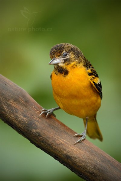 Tangara červenohnědá (Piranga bidentata), Tangara červenohnědá (Piranga bidentata), Flame-colored Tanager, Autor: Ondřej Prosický | NaturePhoto.cz, Model: Canon EOS 7D, Objektiv: Canon EF 500mm f/4 L IS USM, Ohnisková vzdálenost (EQ35mm): 800 mm, stativ Gitzo, Clona: 5.0, Doba expozice: 1/800 s, ISO: 800, Kompenzace expozice: -2/3, Blesk: Ano, Vytvořeno: 10. prosince 2010 7:39:41, Savegre (Kostarika) 