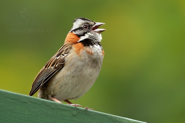 Strnadec ranní (Zonotrichia capensis), Strnadec ranní  (Zonotrichia capensis) Rufus-collared Sparrow, Autor: Ondřej Prosický | NaturePhoto.cz, Model: Canon EOS 7D, Objektiv: Canon EF 500mm f/4 L IS USM, Ohnisková vzdálenost (EQ35mm): 800 mm, stativ Gitzo, Clona: 5.6, Doba expozice: 1/500 s, ISO: 400, Kompenzace expozice: -1/3, Blesk: Ano, Vytvořeno: 11. prosince 2010 15:42:31, Savegre (Kostarika) 