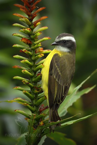 Tyran pospolitý (Myiozetetes similis), Tyran pospolitý (Myiozetetes similis) Social Flycatcher Autor: Ondřej Prosický | NaturePhoto.cz, Model: Canon EOS 7D, Objektiv: Canon EF 500mm f/4 L IS USM, Ohnisková vzdálenost (EQ35mm): 800 mm, stativ Gitzo, Clona: 5.0, Doba expozice: 1/200 s, ISO: 1250, Kompenzace expozice: -1/3, Blesk: Ano, Vytvořeno: 10. prosince 2010 6:44:57, Turrialba (Kostarika) 