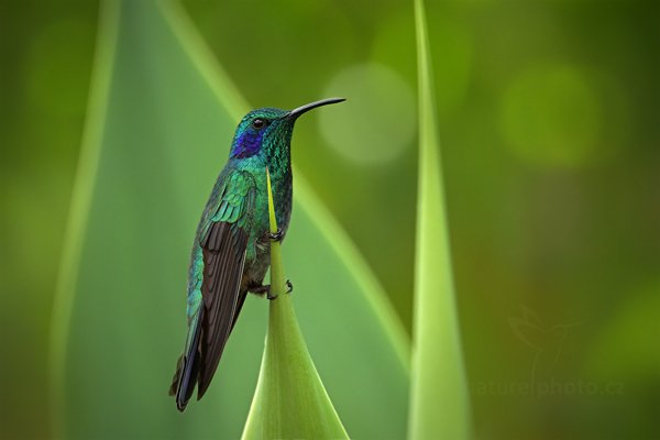 Kolibřík zelený (Colibri thalassinus), Kolibřík zelený (Colibri thalassinus) Green Violet-ear, Autor: Ondřej Prosický | NaturePhoto.cz, Model: Canon EOS 7D, Objektiv: Canon EF 500mm f/4 L IS USM, Ohnisková vzdálenost (EQ35mm): 1120 mm, stativ Gitzo, Clona: 6.3, Doba expozice: 1/400 s, ISO: 400, Kompenzace expozice: 0, Blesk: Ano, Vytvořeno: 13. prosince 2010 10:26:09, Turrialba (Kostarika) 