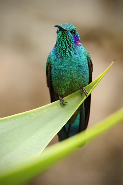 Kolibřík zelený (Colibri thalassinus), Kolibřík zelený (Colibri thalassinus) Green Violet-ear, Autor: Ondřej Prosický | NaturePhoto.cz, Model: Canon EOS 7D, Objektiv: Canon EF 500mm f/4 L IS USM, Ohnisková vzdálenost (EQ35mm): 1120 mm, stativ Gitzo, Clona: 6.3, Doba expozice: 1/320 s, ISO: 200, Kompenzace expozice: -1/3, Blesk: Ano, Vytvořeno: 13. prosince 2010 9:59:55, Turrialba (Kostarika)