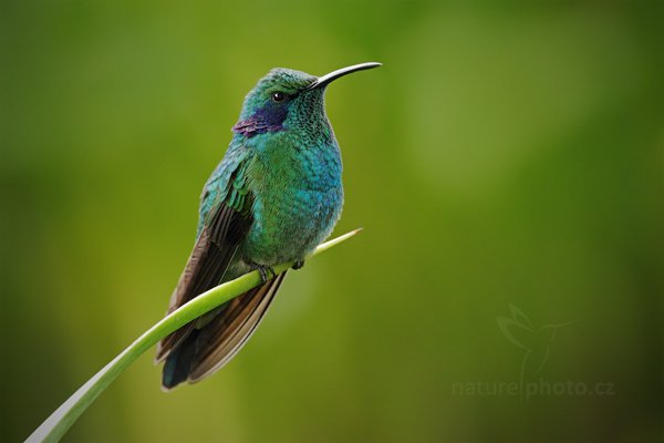 Kolibřík zelený (Colibri thalassinus), Kolibřík zelený (Colibri thalassinus) Green Violet-ear, Autor: Ondřej Prosický | NaturePhoto.cz, Model: Canon EOS 7D, Objektiv: Canon EF 500mm f/4 L IS USM, Ohnisková vzdálenost (EQ35mm): 800 mm, stativ Gitzo, Clona: 7.1, Doba expozice: 1/80 s, ISO: 800, Kompenzace expozice: 0, Blesk: Ano, Vytvořeno: 12. prosince 2010 13:59:51, Turrialba (Kostarika) 